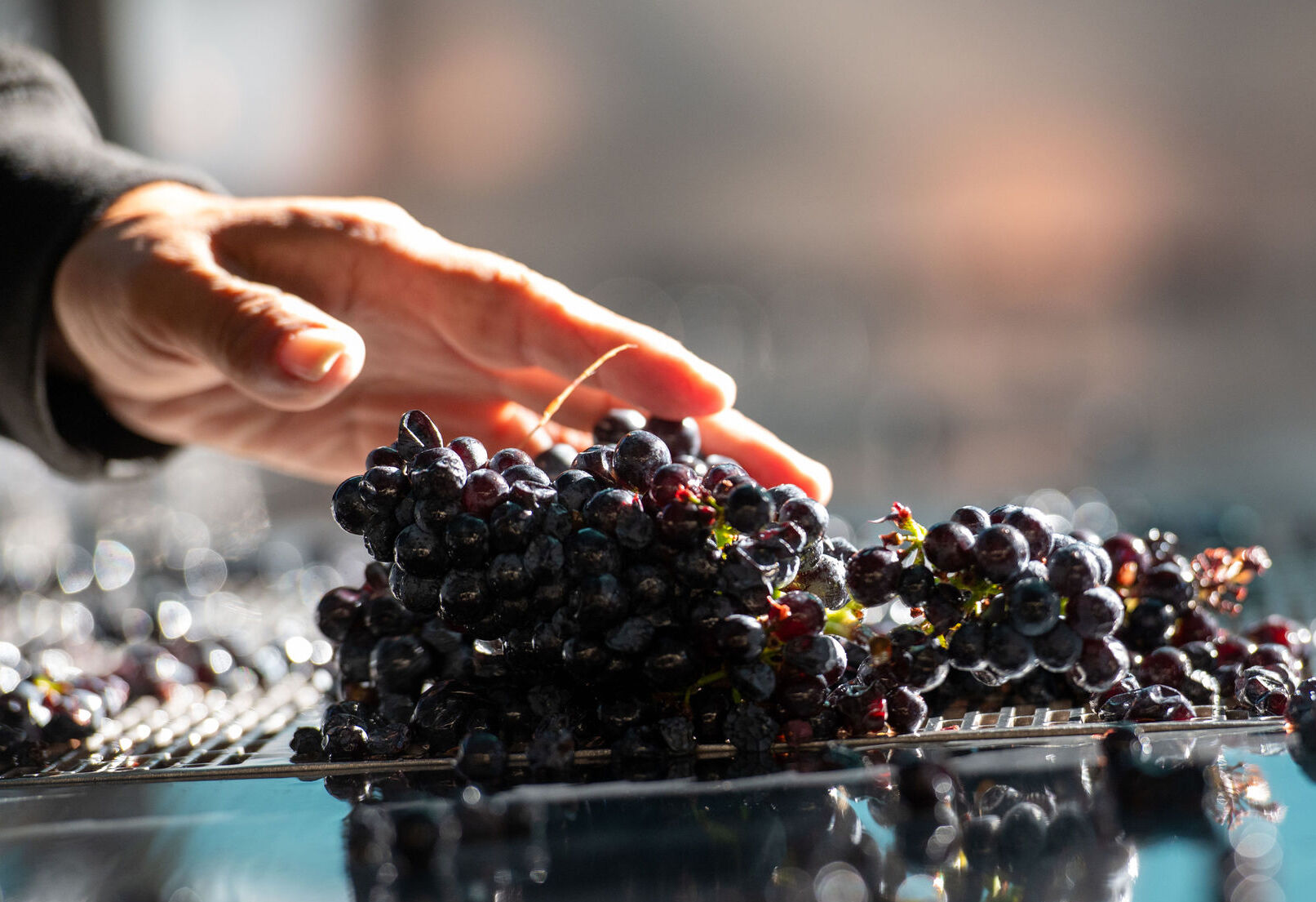 Handpicking and sorting grapes