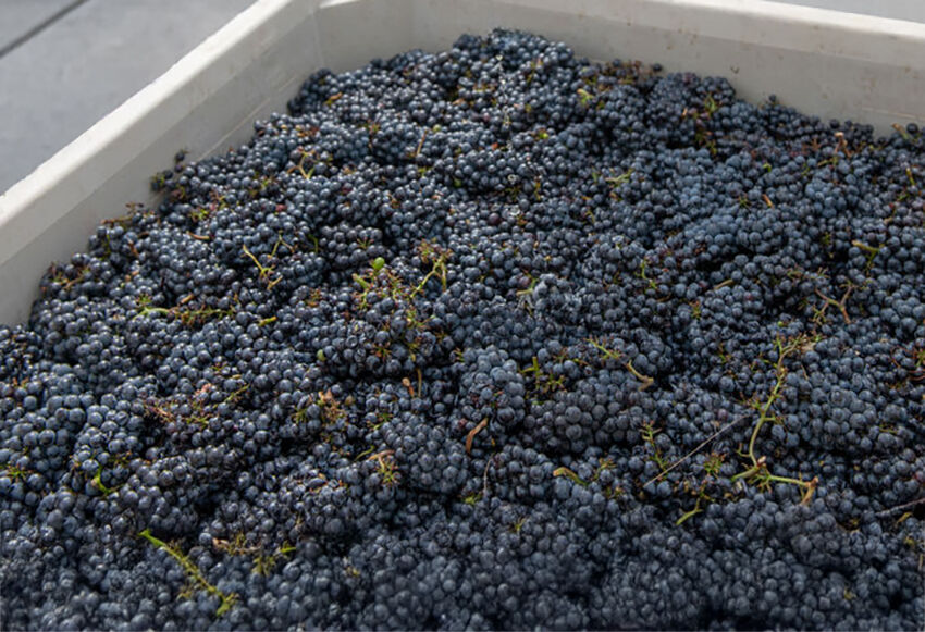 Grapes in a bin