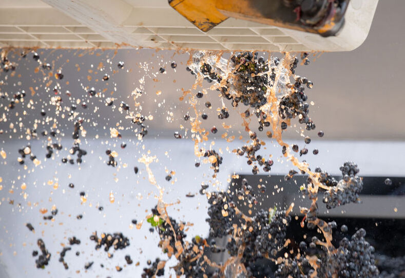 Grapes being harvested